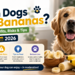 Can Dogs Eat Bananas